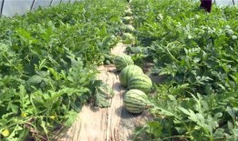 学校天台瓜最新爆料,独家爆料带你走进校园八卦风云”